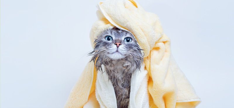 Как помыть кота в домашних условиях