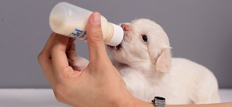 Молоко для собак: советы