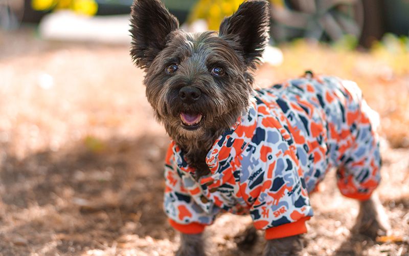Одежда для собак: подбираем осенний гардероб