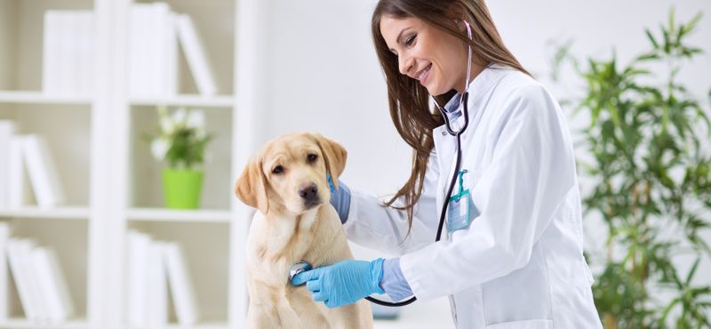 Альтернативы «Бравекто»