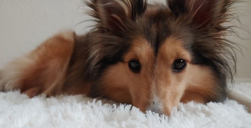 Шелти - порода собак