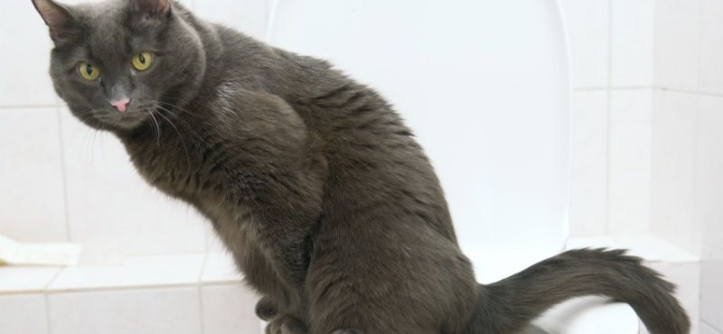 Как приучить кошку к унитазу