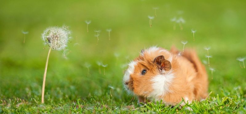 Особенности содержания морских свинок