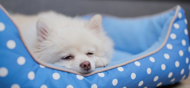 Выбираем лежанку для собаки