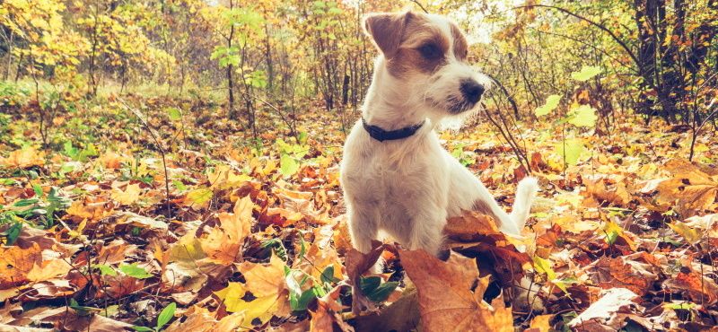 Как выбрать корм для собаки