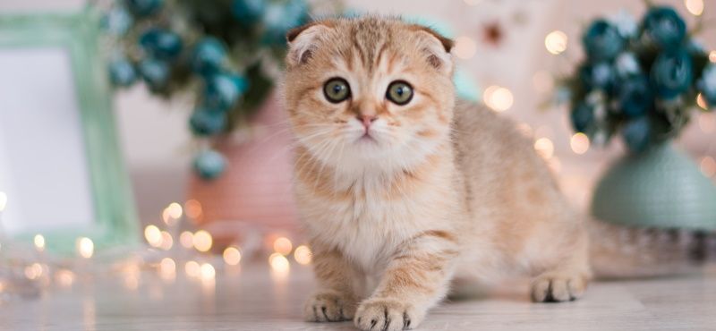 Манчкин: особенности породы, уход, содержание