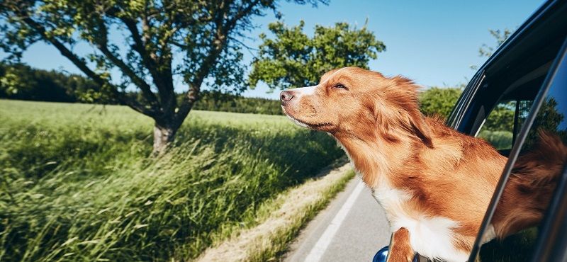 Что нужно учитывать при возвращении питомца с дачи в город?