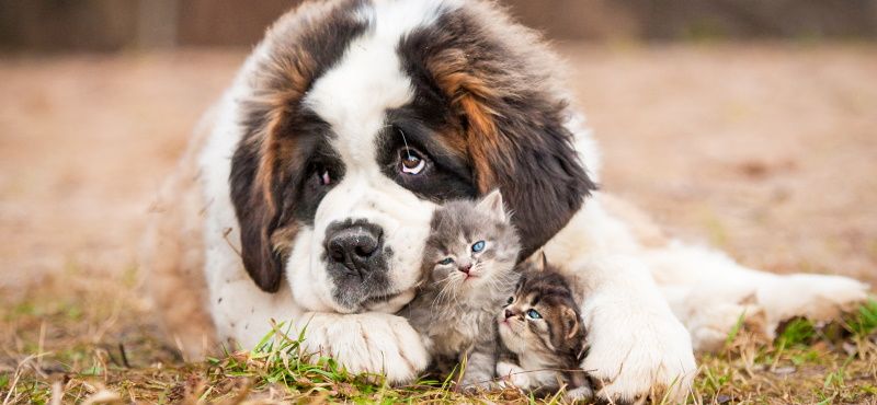 Сенбернар: особенности ухода, характер, содержание