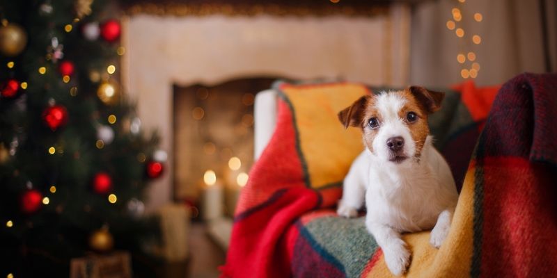 Ваша собака боится громких звуков?