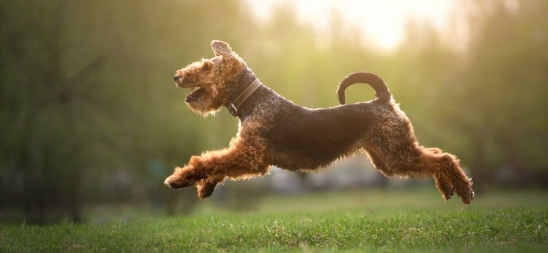 Вельштерьер и эрдельтерьер - отличия пород Вельштерьер и эрдельтерьер - отличия пород