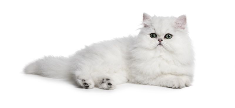 Самые знаменитые кошки мирового кинематографа Самые знаменитые кошки мирового кинематографа