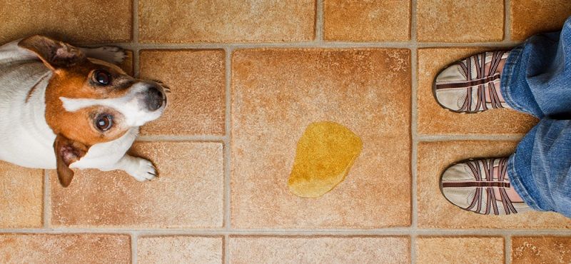 Как приучить собаку к туалету