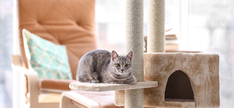 Как выбрать когтеточку для кошки