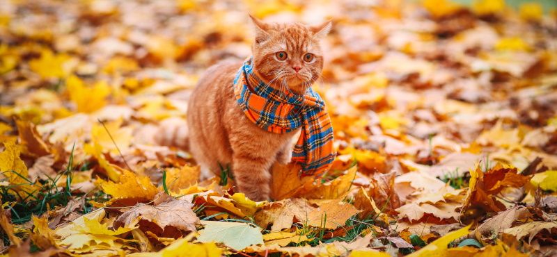 Хондропротекторы для кошек