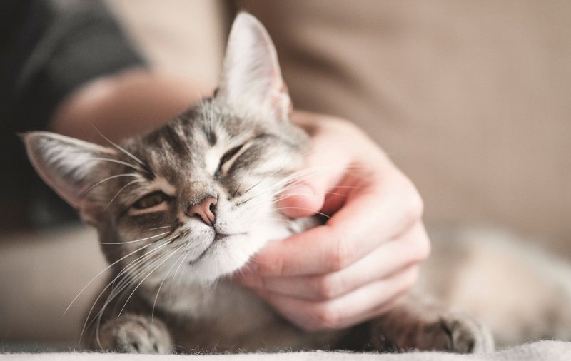 Как выбрать витамины для кошки