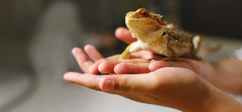 Первая рептилия: какую выбрать