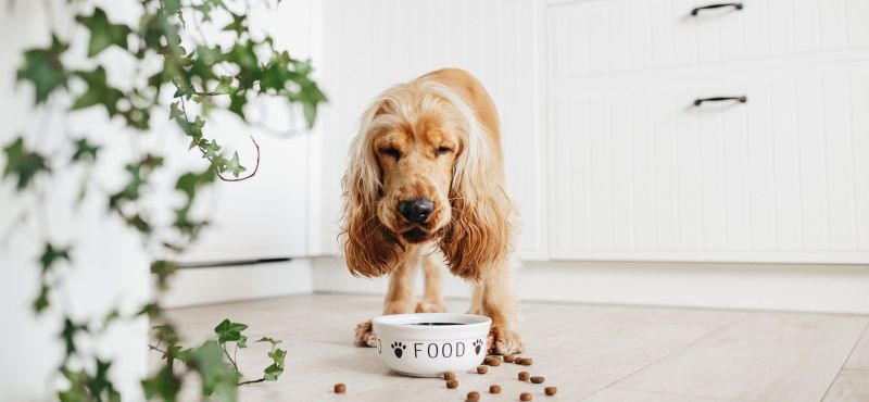 Как подобрать правильную замену внутри лечебных кормов ROYAL CANIN® для собак Как подобрать правильную замену внутри лечебных кормов ROYAL CANIN® для собак