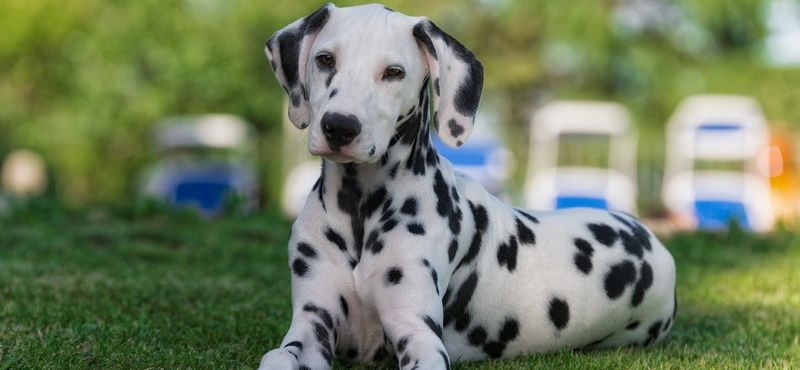 Далматин - порода собак
