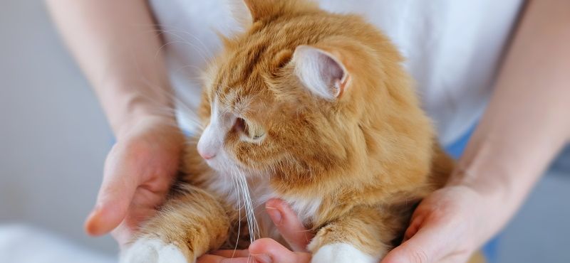 Как взять кошку из приюта: что нужно знать