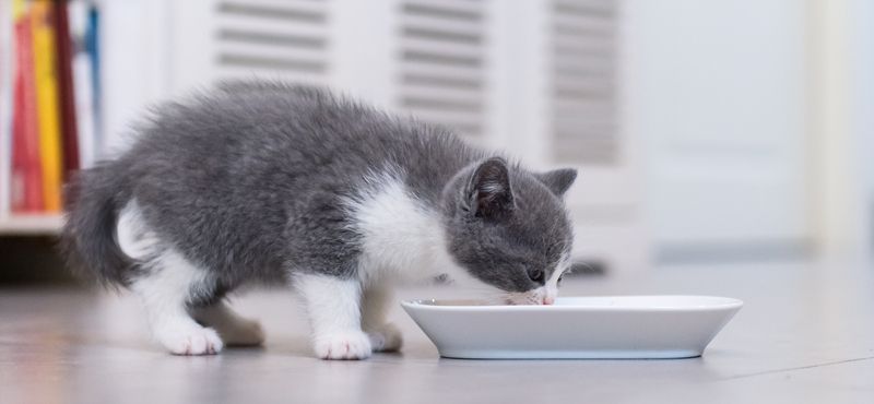 Учимся вместе с котенком и щенком