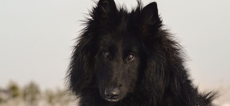 Грюнендаль – порода собак Грюнендаль – порода собак