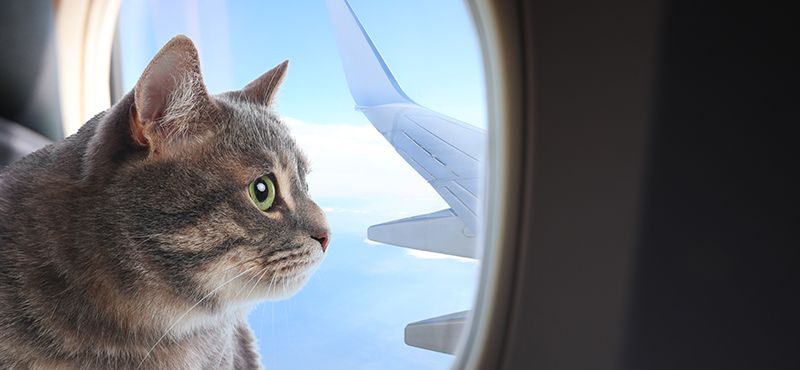 Как перевозить пожилого питомца