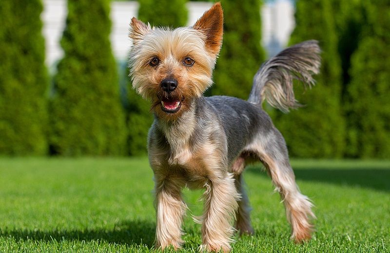 Австралийский терьер - порода собак