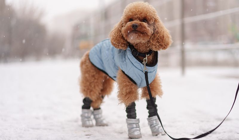 Выбираем обувь и носочки для собаки