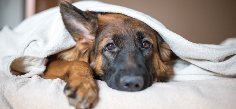 Топ пород собак для квартиры