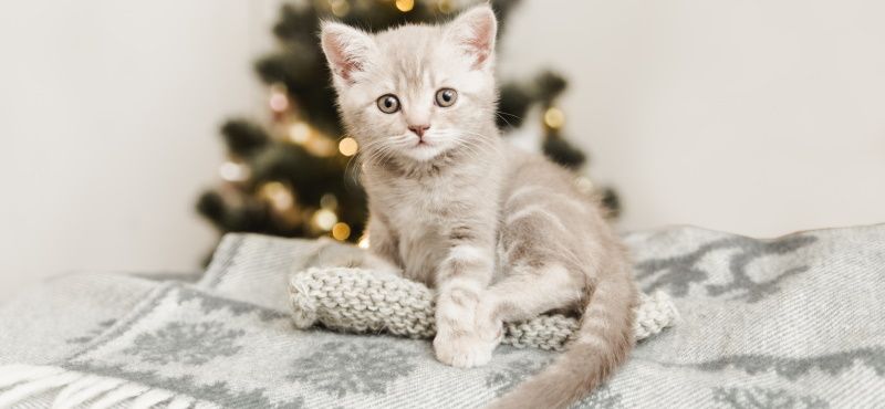 Что подарить кошке на Новый Год