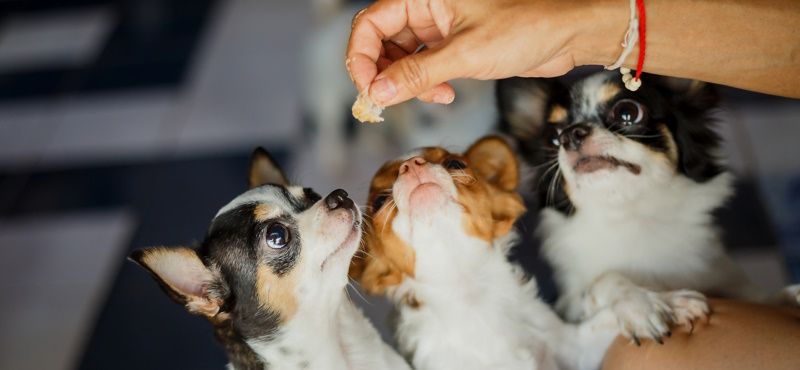 Натуральные и гипоаллергенные лакомства для собак