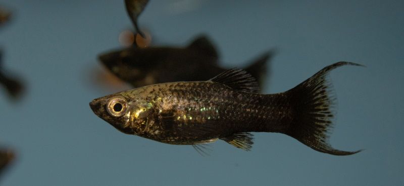 Моллинезия Моллинезия