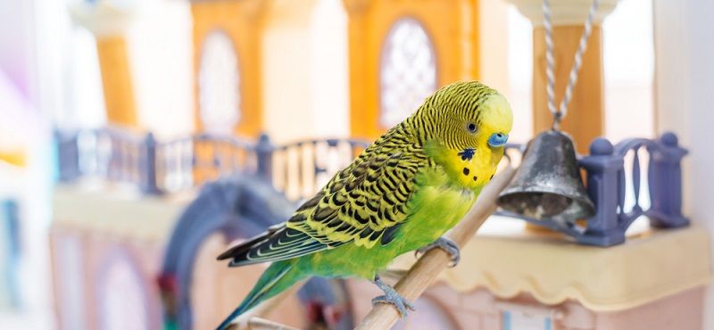 Какого попугая завести?