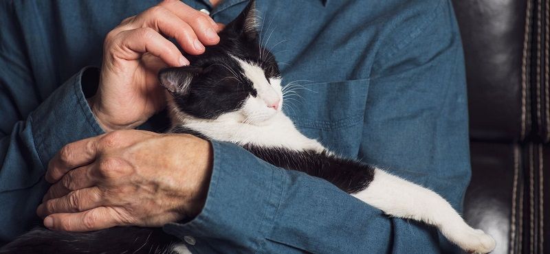 Какая порода кошек подходит Вам по знаку зодиака?