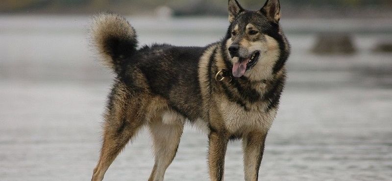 Восточносибирская лайка – порода собак