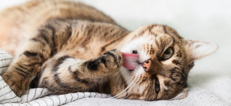 Красота снаружи - проблема внутри