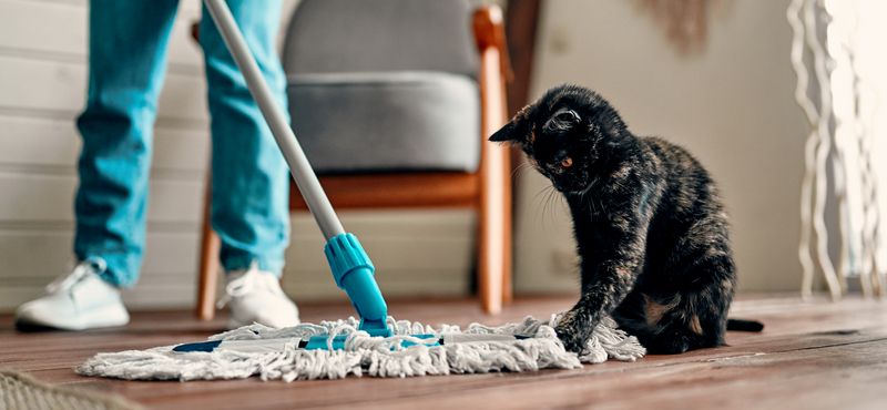 Как отучить кота метить территорию