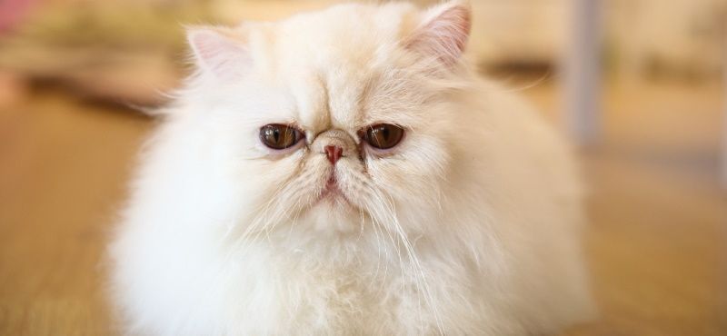 Персидская кошка: характер и описание породы