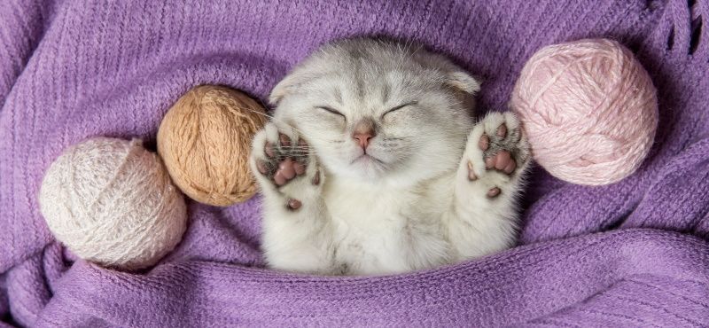 Как правильно воспитывать котенка