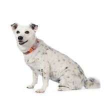 Ошейник оранжевый 20мм размер M