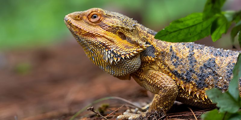 Бородатая агама