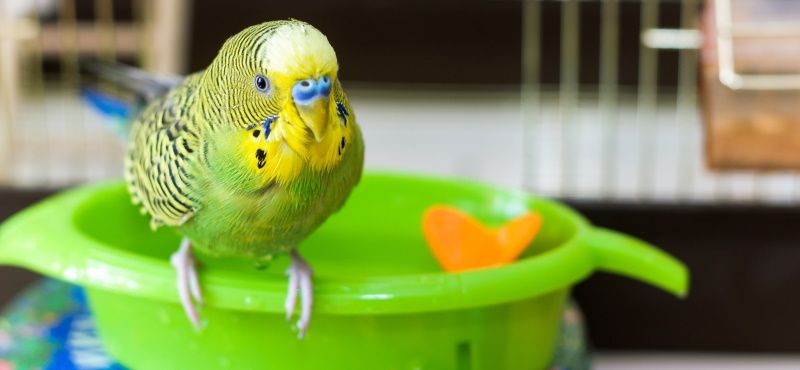 Как купать попугая