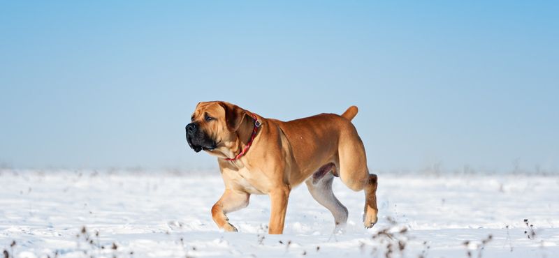 Бурбуль – порода собак Бурбуль – порода собак