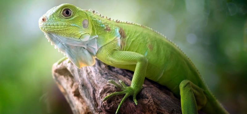 Игуана: содержание и уход в домашних условиях
