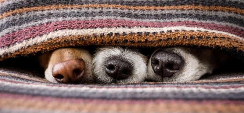 Согревающие товары для домашних животных