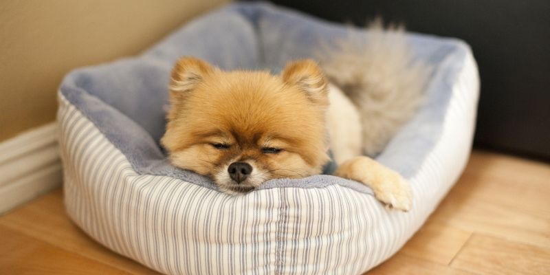 Выбираем лежанку для собаки