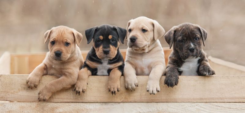 Как ухаживать за щенками?