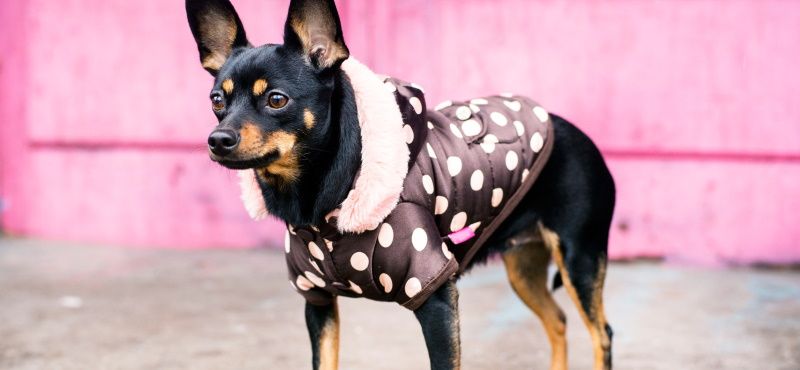 Одежда для той-терьера - модные костюмчики