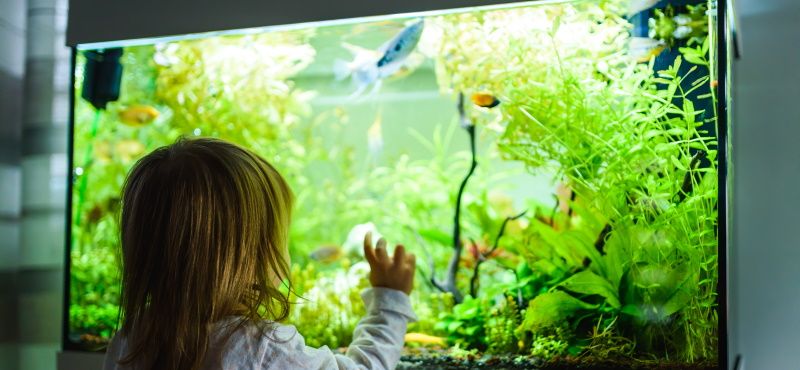 Советы начинающим аквариумистам