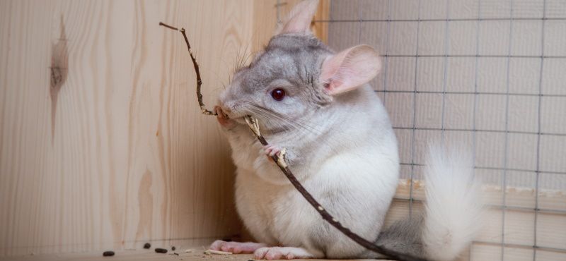 Шиншилла в домашних условиях: содержание, уход, чем кормить